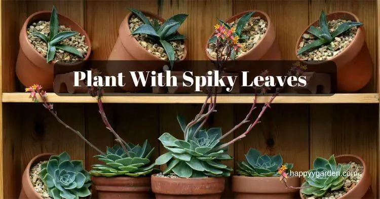 Plant-With-Spiky-Leaves-HappyyGarden.com