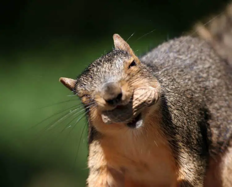 Squirrel-happyygarden.com