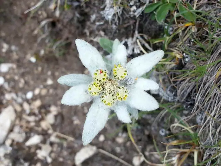 Edelweiss-Flower