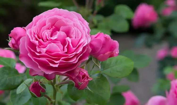 English-Rose