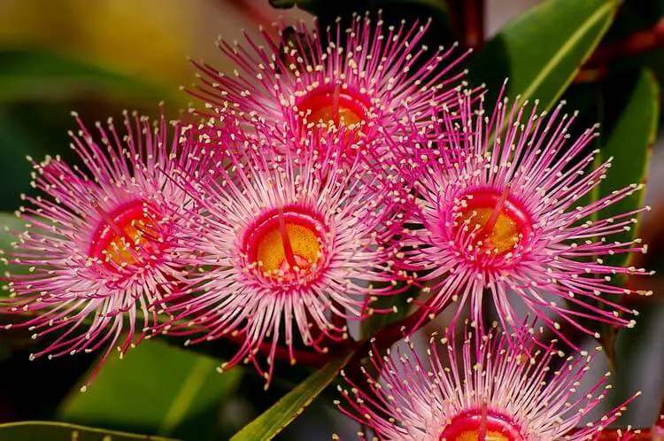 Eucalyptus-Flower