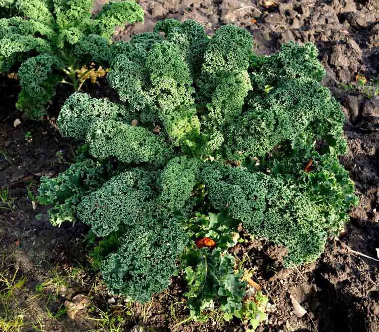 Kale-Carrot-Substitute-To-Improve-Eyesight
