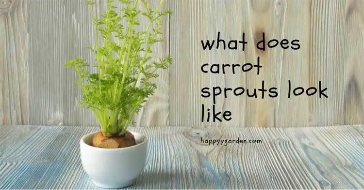 what-does-carrot-sprouts-look-like
