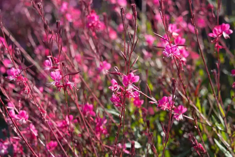 blooming-gaura-belleza-dark-pink