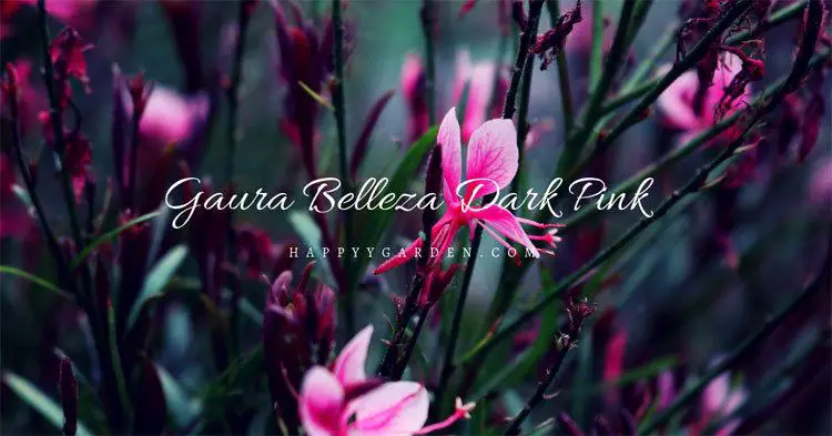 gaura-belleza-dark-pink