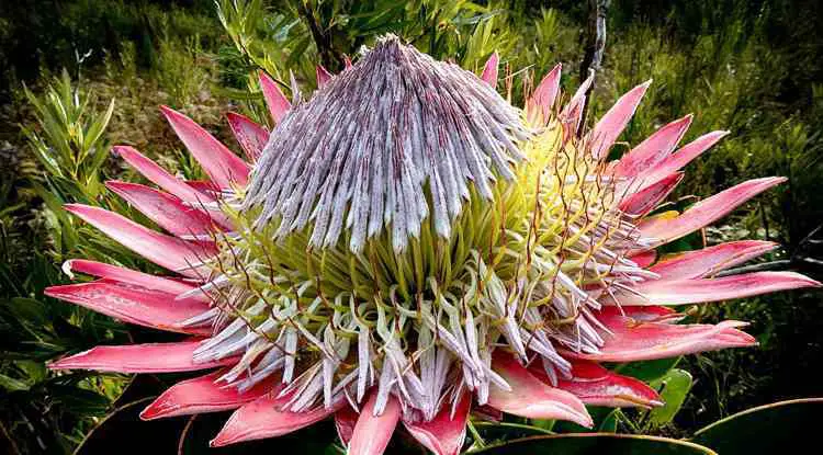 Blossom-King-Protea