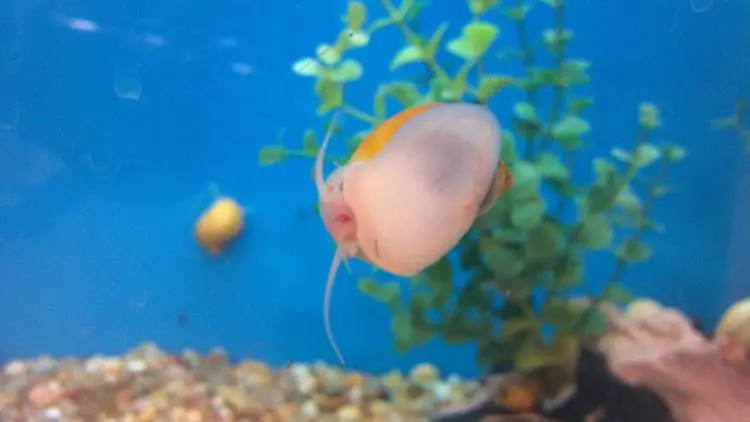 Fish-Tank-Snail