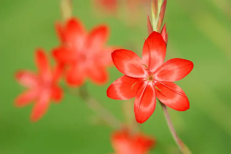 Kaffir-Lily-Major-Flowers