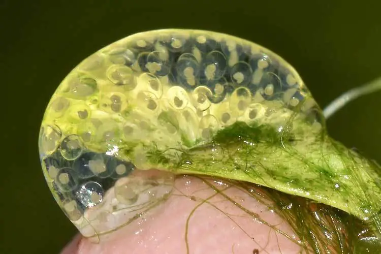 New-snails-forming-on-a-leaf-in-the-fish-pond
