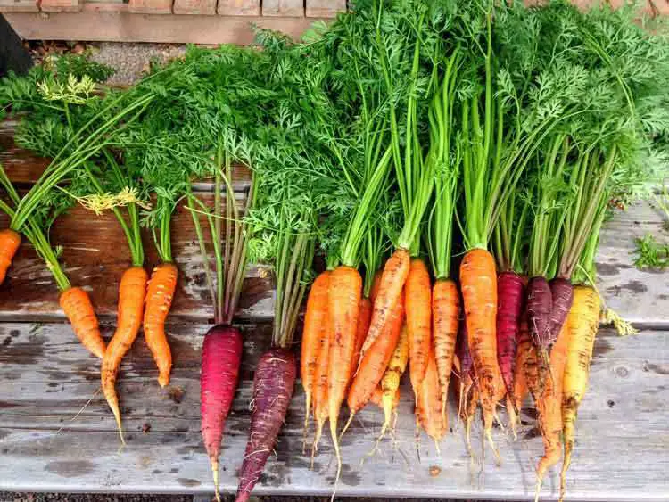 carrots-produce