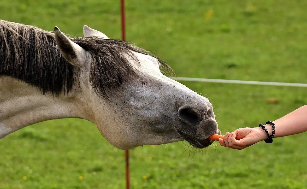 horse-eat-carrot-on-pasture