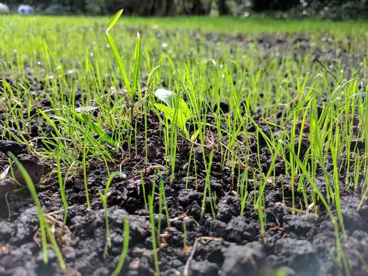 grass-seed-grow-up-on-the-ground