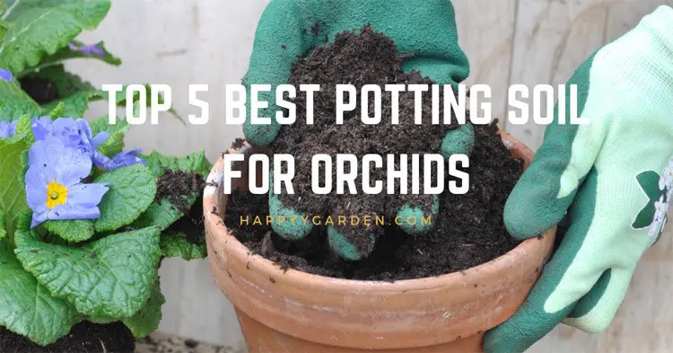 Top-5-Best-Potting-Soil-for-Orchids