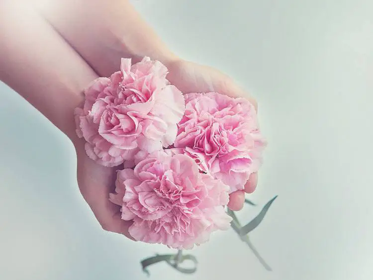 Carnation-The-flower-of-a-mother’s-undying-love-and-affection.
