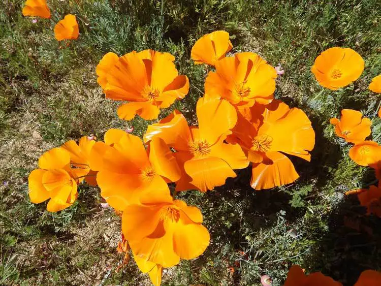 golden-poppies-California-Poppy-Super-Bloom