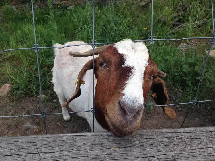 Goat-Fence-Billy-Goat