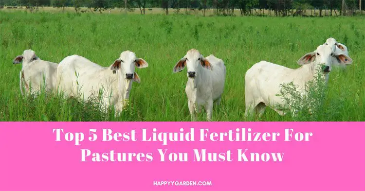 Top-5-Best-Liquid-Fertilizer-For-Pastures-You-Must-Know