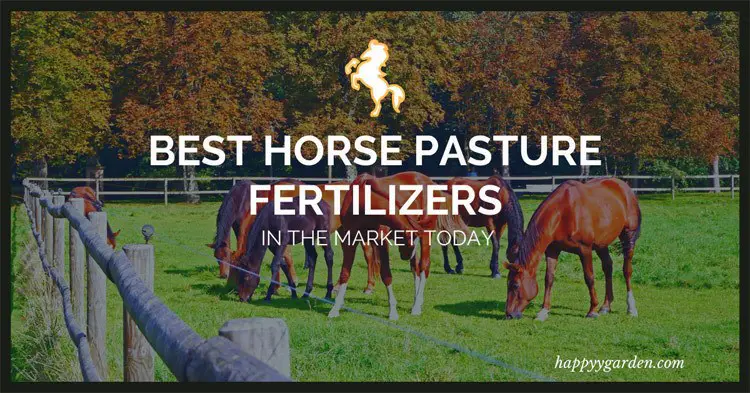Best-horse-pasture-fertilizers