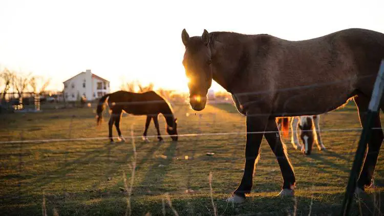 what-is-the-best-electric-fence-charger-for-horses