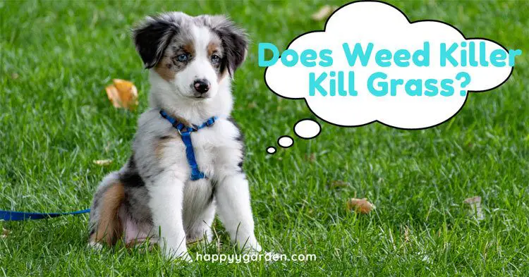 Does-Weed-Killer-Kill-Grass