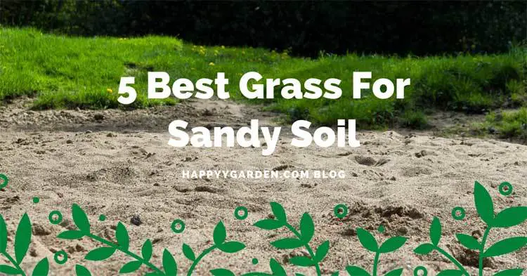Best-Grass-For-Sandy-Soil