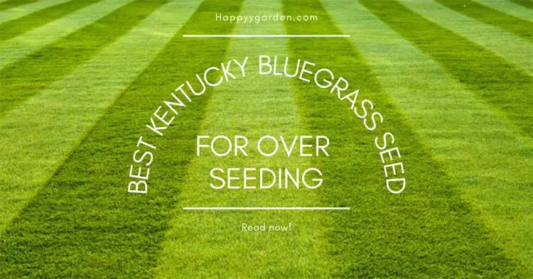 Best-Kentucky-Bluegrass-seed