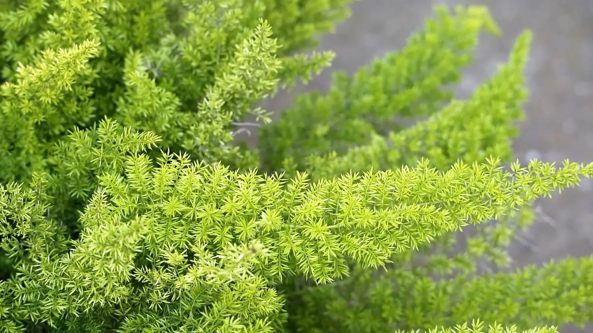 Asparagus Fern - Feature Image