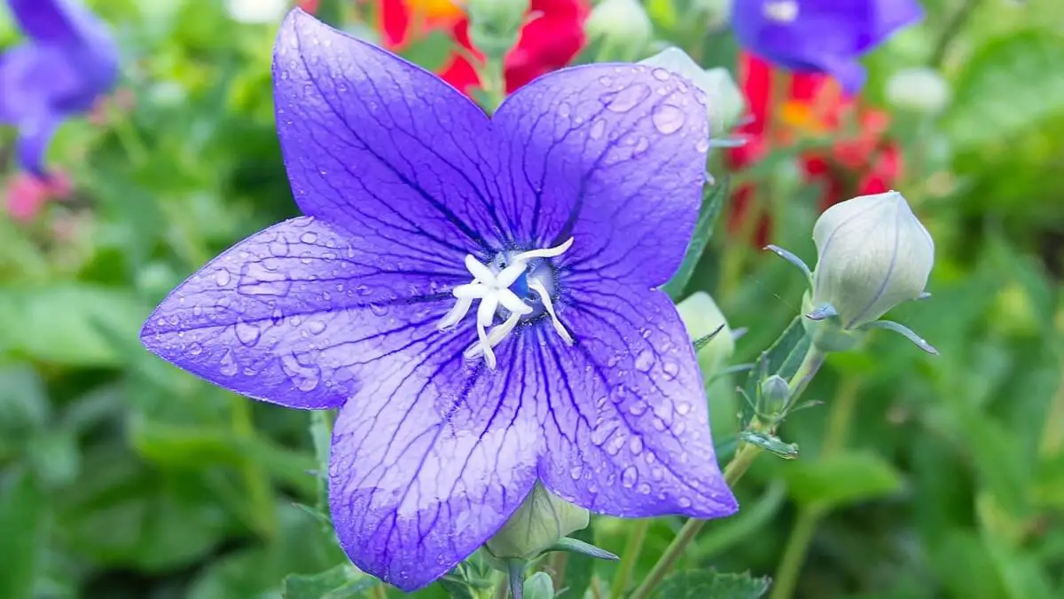 Blue Balloon flower - Featured image