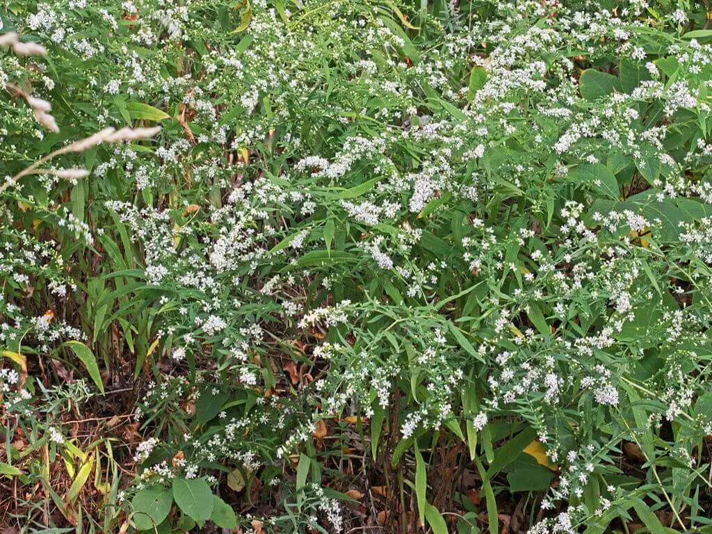 Calico Aster – Diseases and Pests