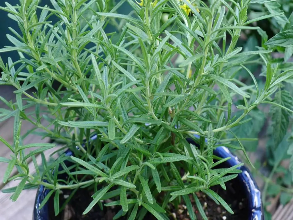 Caring Cold Hardy Rosemary