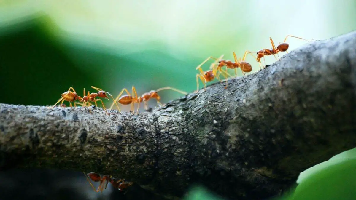 Citronella Ants - Featured Image