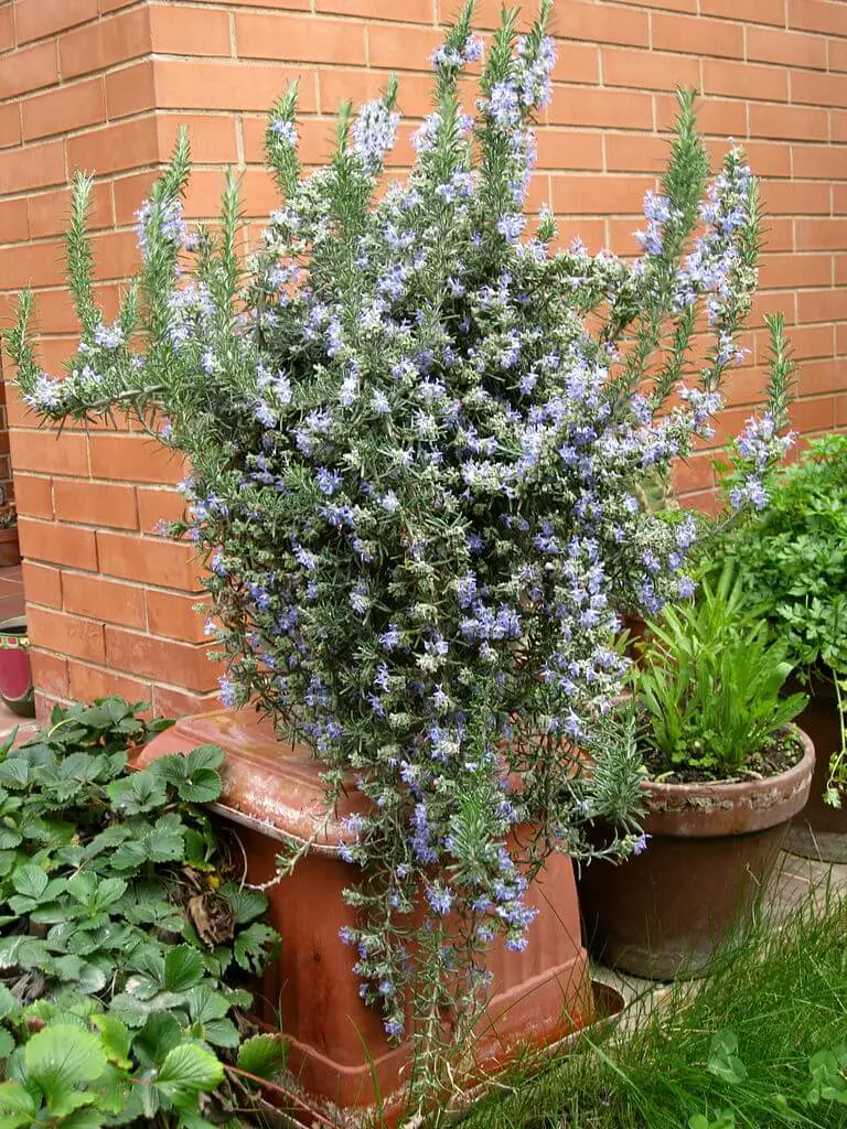 Cold Hardy Rosemary - Ornamental plants