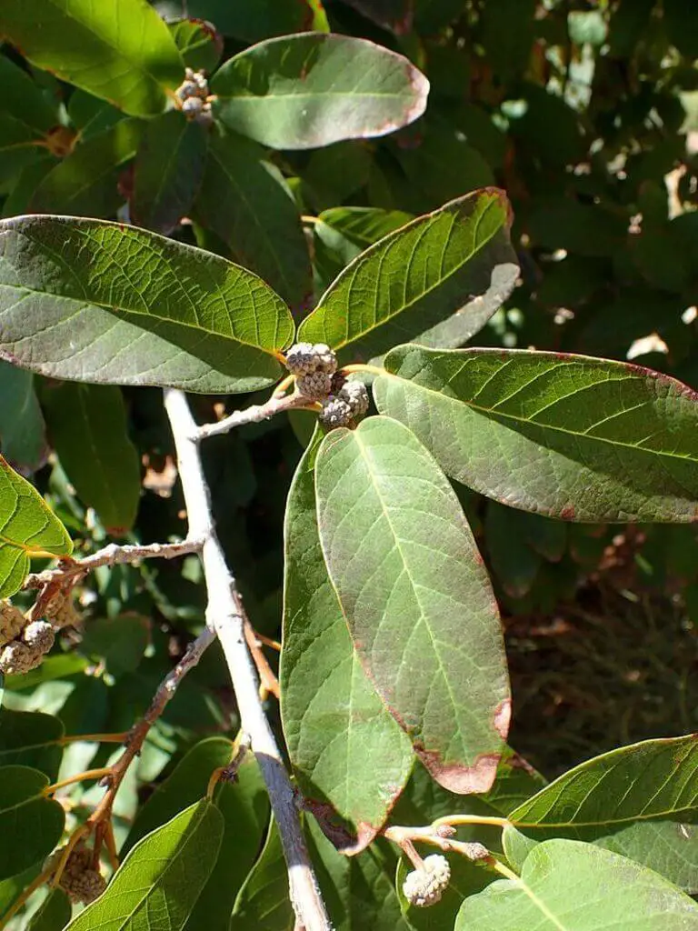Description of Mexican White Oak 2