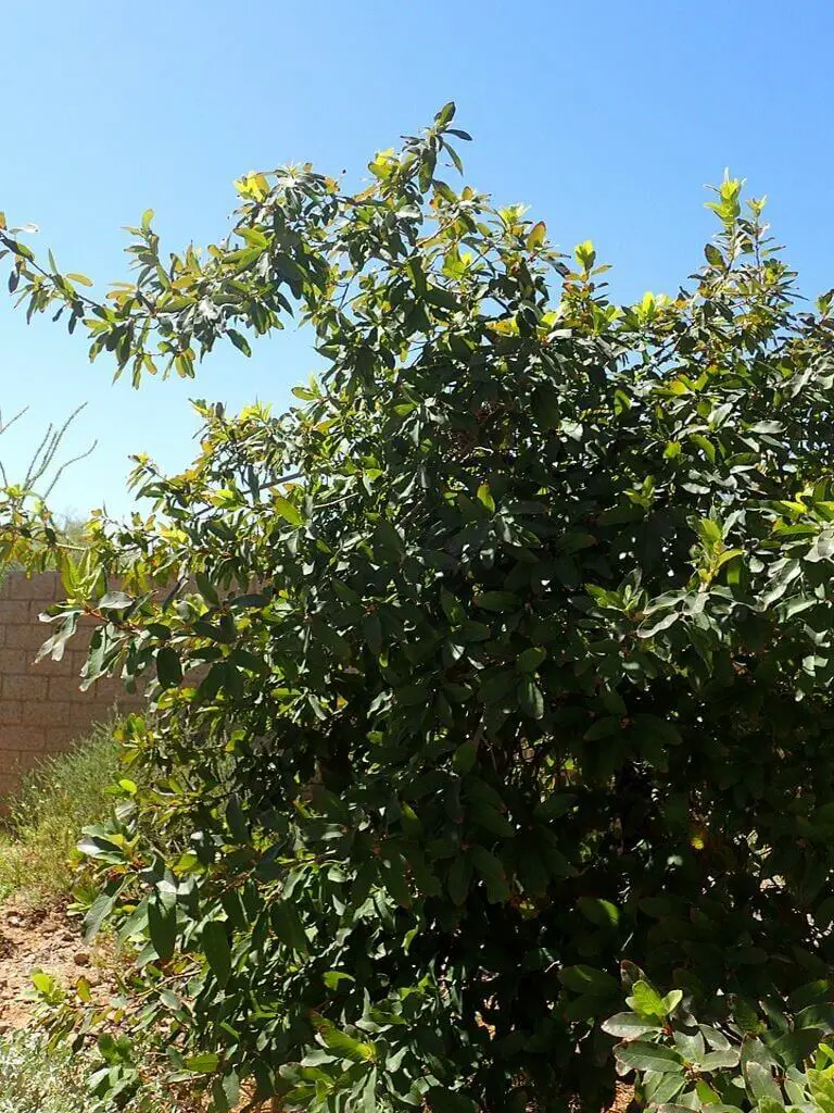 Description of Mexican White Oak