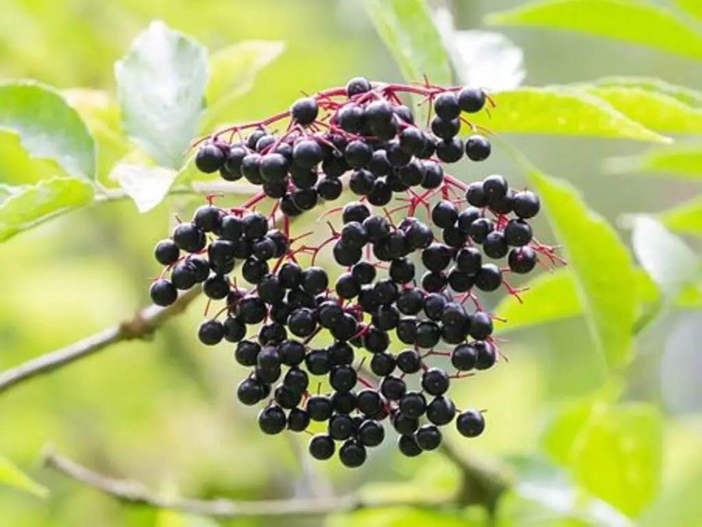 Elderberry bush – Harvest