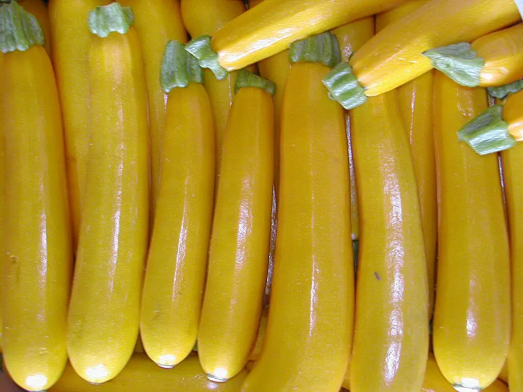 Golden Zucchini - Harvest