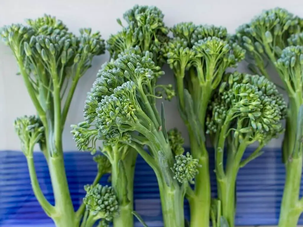 Growing Broccolini – Propagation