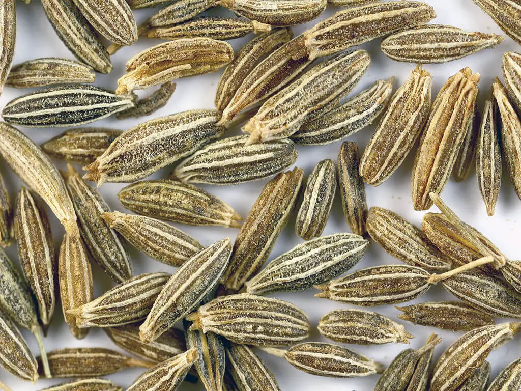 Growing Cumin - Confusion