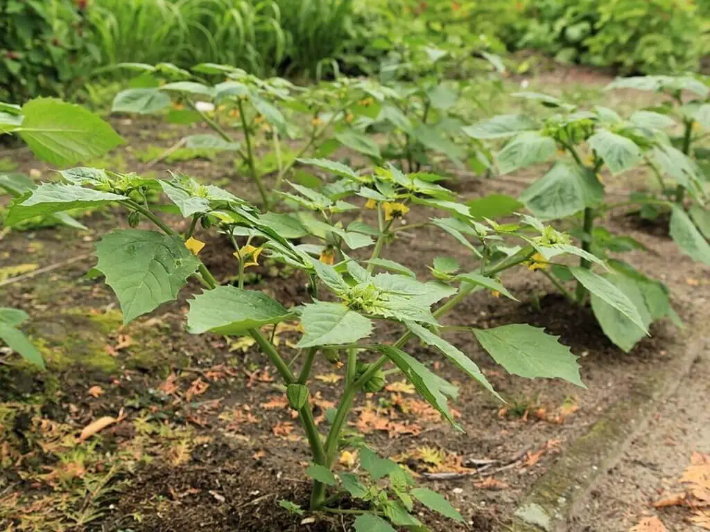 Growing Tomatillos - Caring