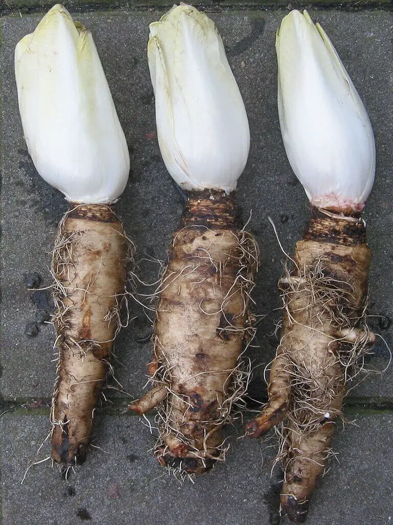 Growing chicory Plants - Belgian endive