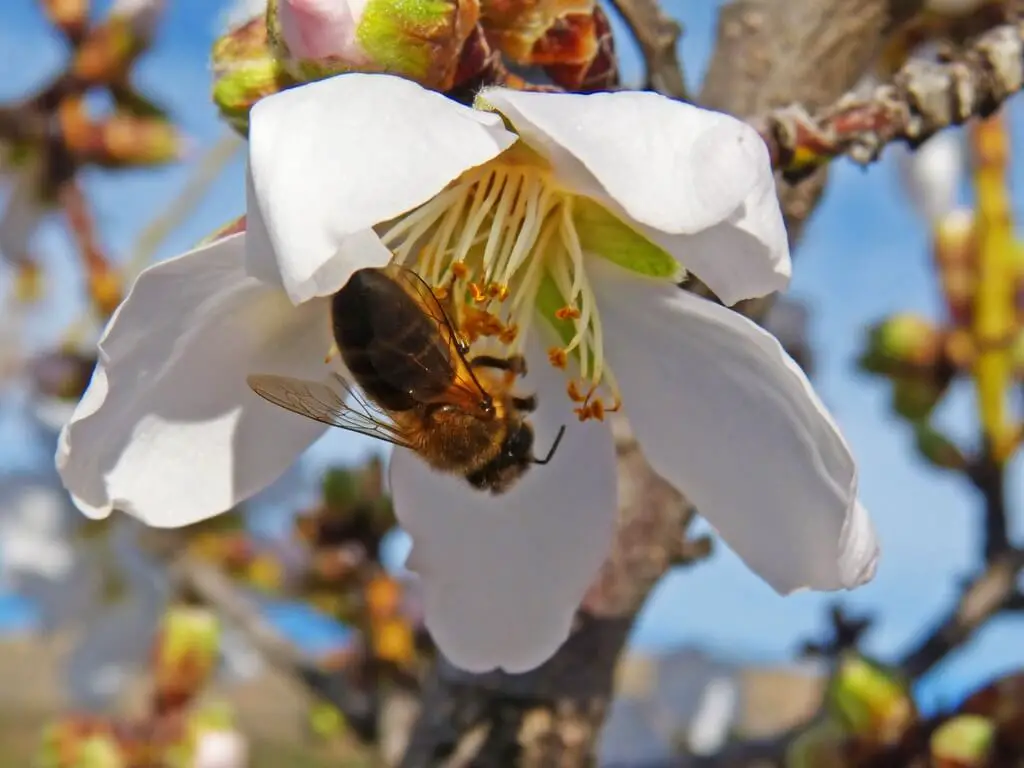How do Almonds Grow - Cross-Pollination