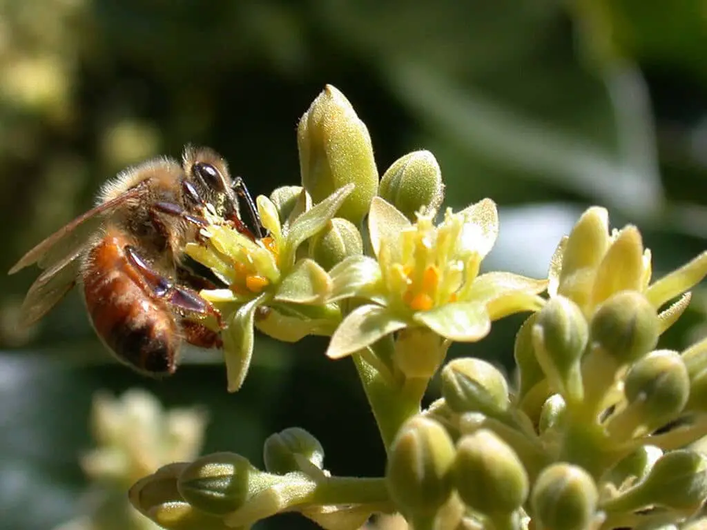 Mexicola Avocado - Pollination