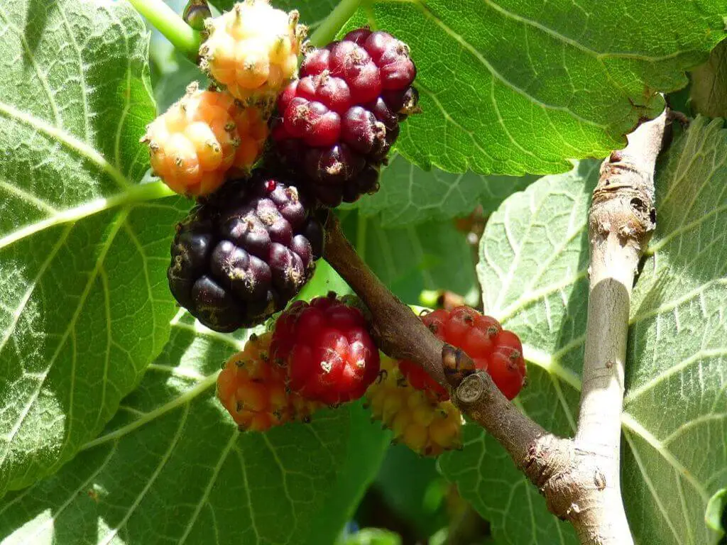 mulberry murier morus nigra graines g119 semillas bushes