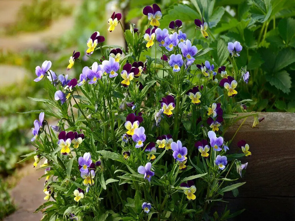 Pansy color Plants - Maintiance