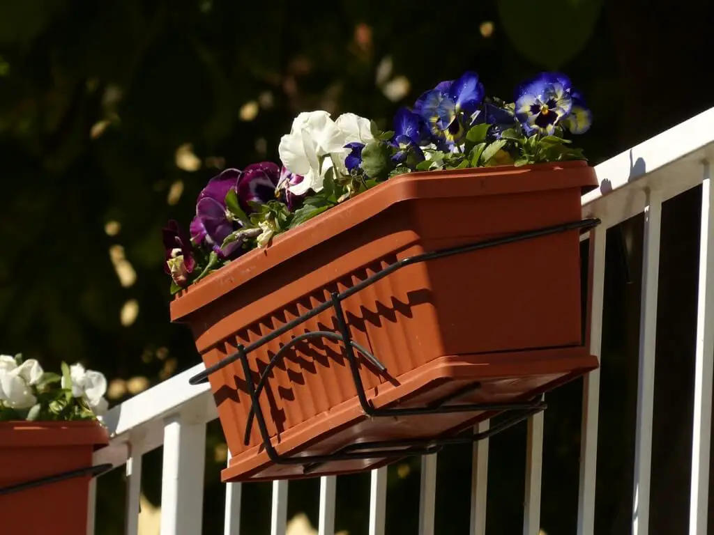 Pansy color Plants - Uses