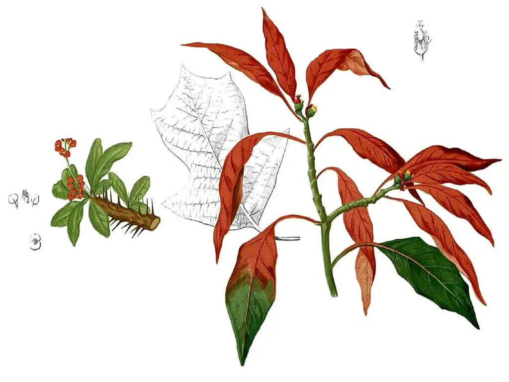 Poinsettia tree - Description
