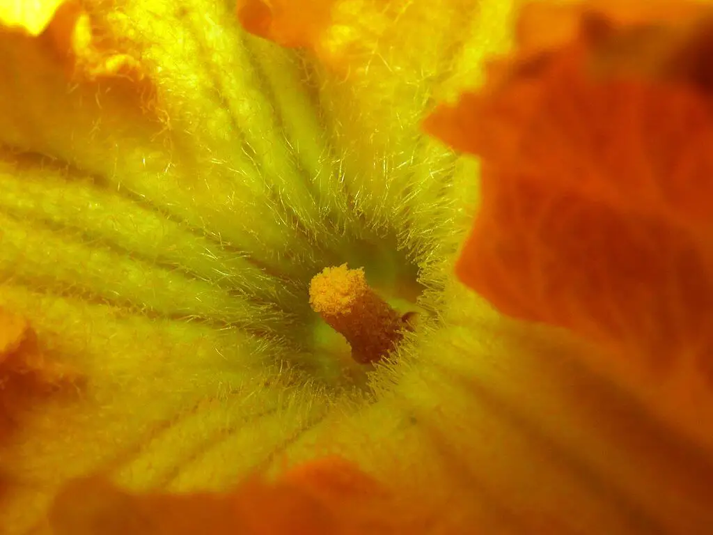 Pumpkin Flowers - Male Flowers