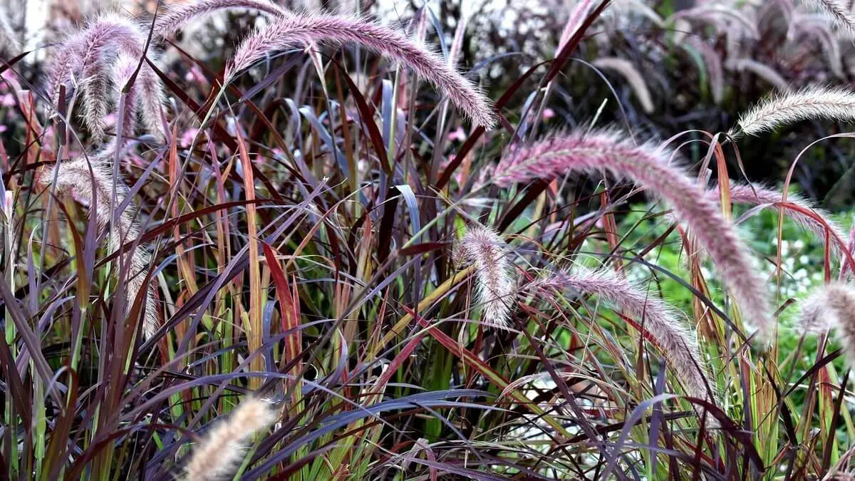 Purple Fountain Grass – Featured image