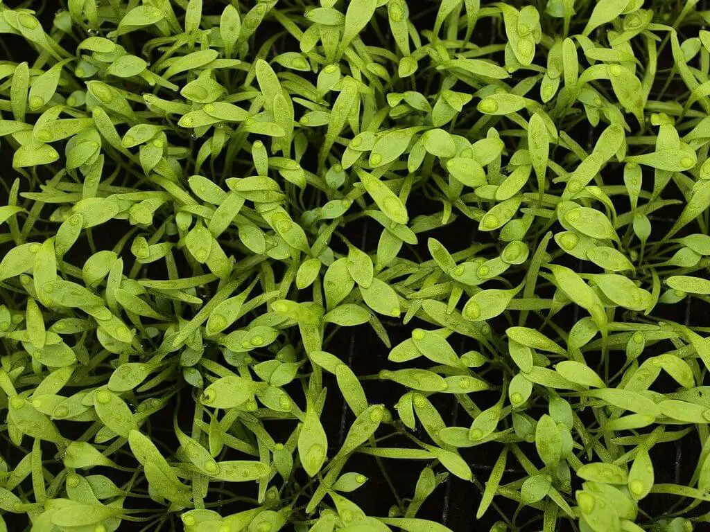 Purslane plant - Micro-Green