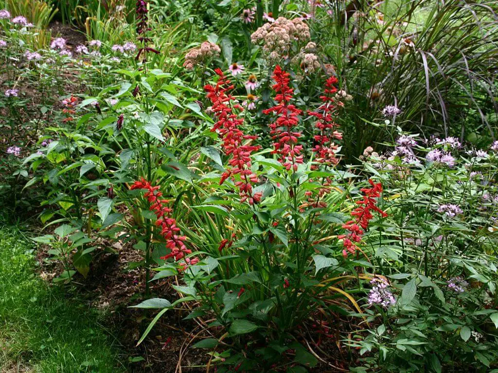Red salvia - Cultivars